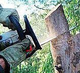 Best Tree Preservation Services  in Coarsegold, CA