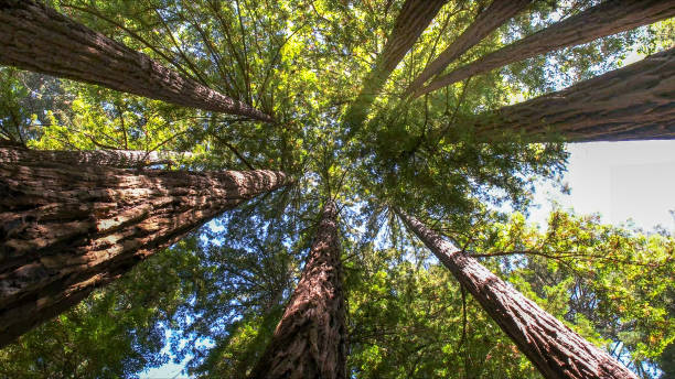 Best Tree Risk Assessment  in Coarsegold, CA