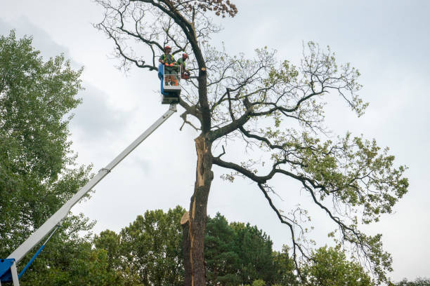 Best Fruit Tree Pruning  in Coarsegold, CA