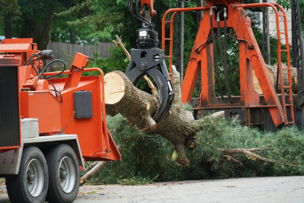Best Tree Cabling and Bracing  in Coarsegold, CA