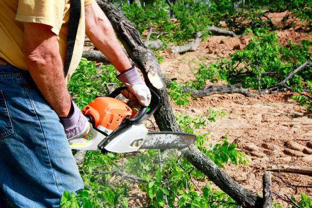 How Our Tree Care Process Works  in  Coarsegold, CA
